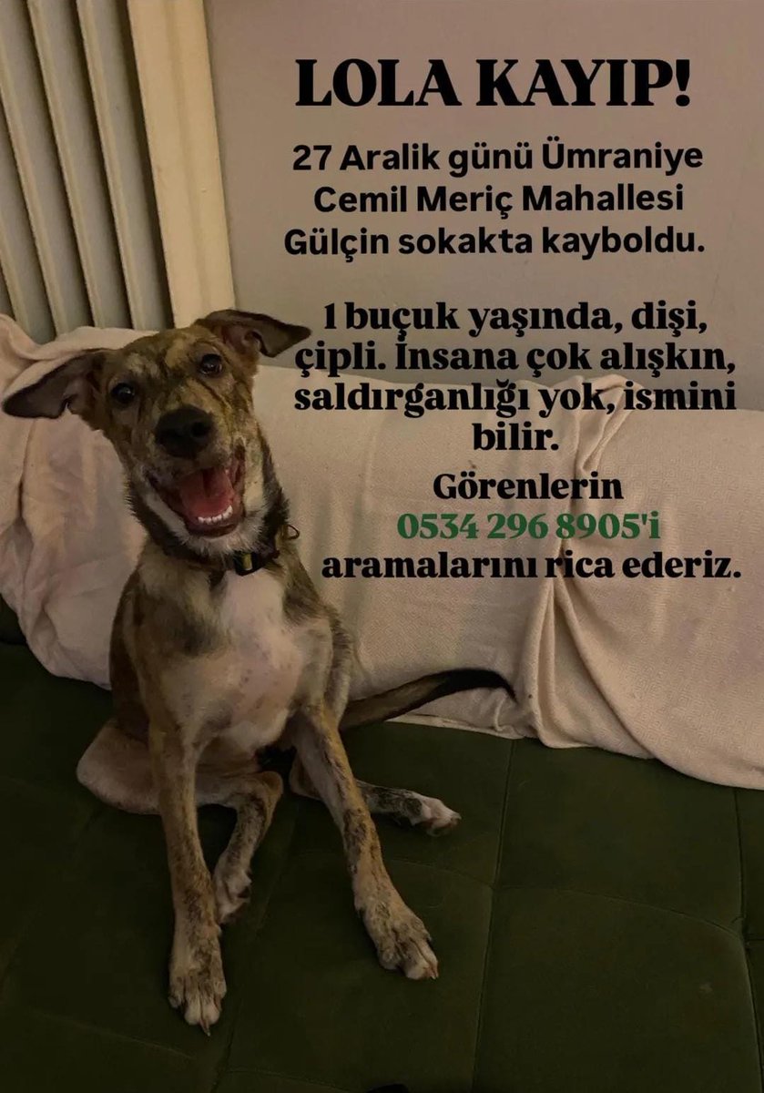 KAYIP KÖPEK-ÜMRANİYE