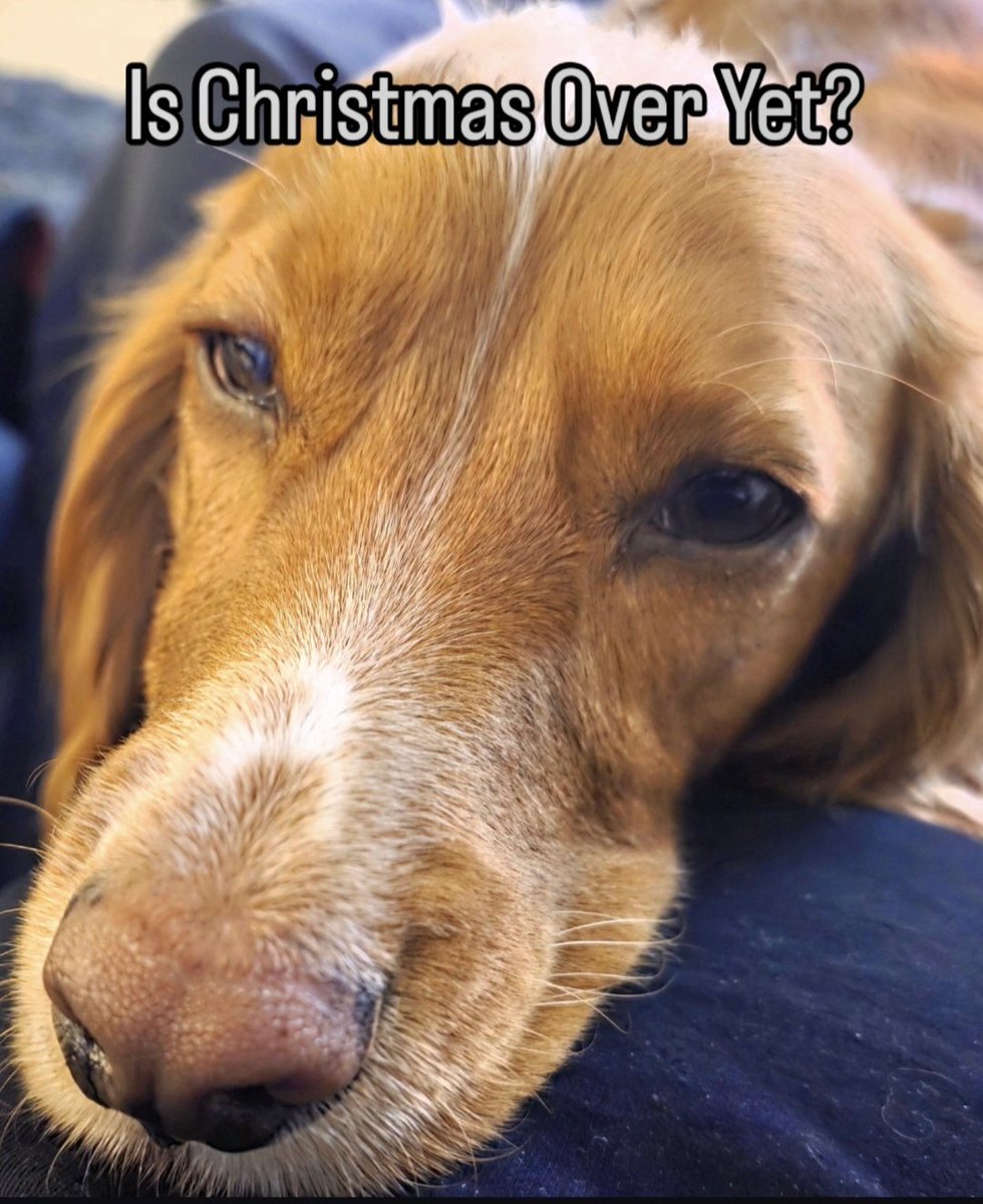 BillyCockerSpan's tweet image. All Christmassed Out.