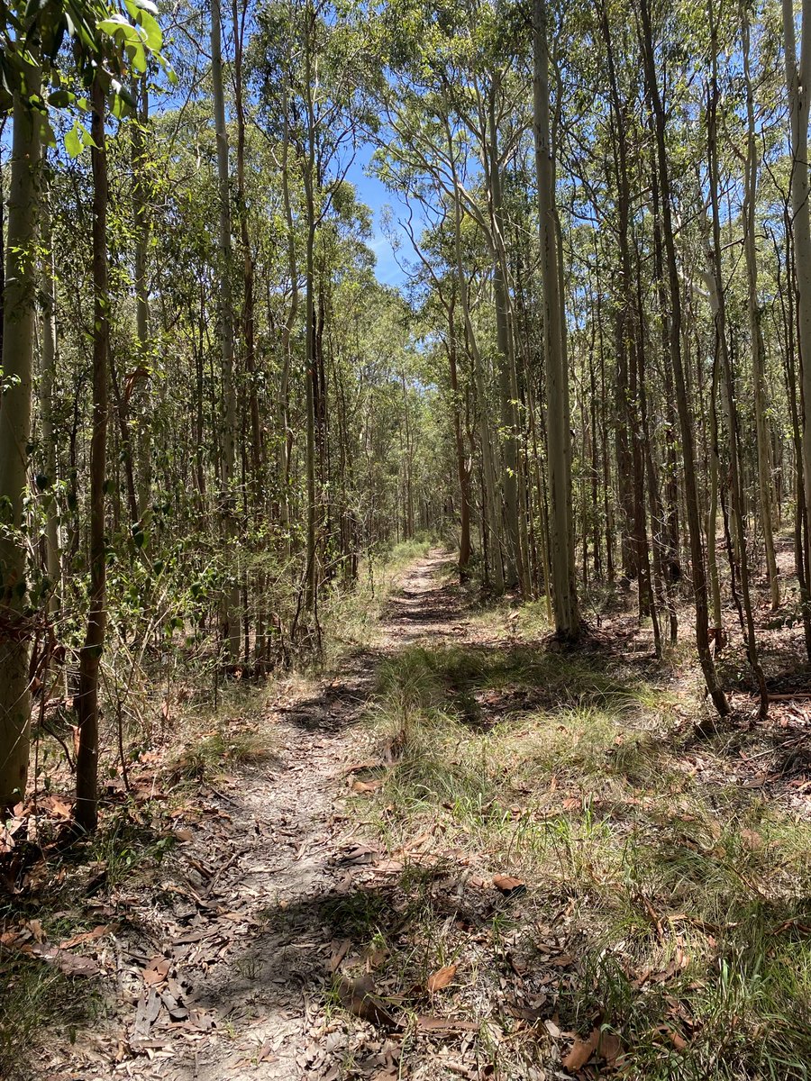 Getting fit. Doing the miles in the NSW bush. Big trip ahead 🇦🇺