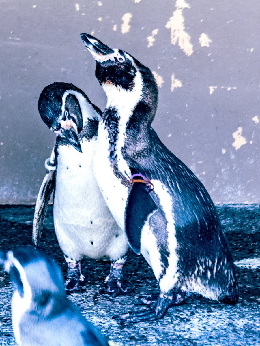 るるなっく (@ruru79) / Posts / X