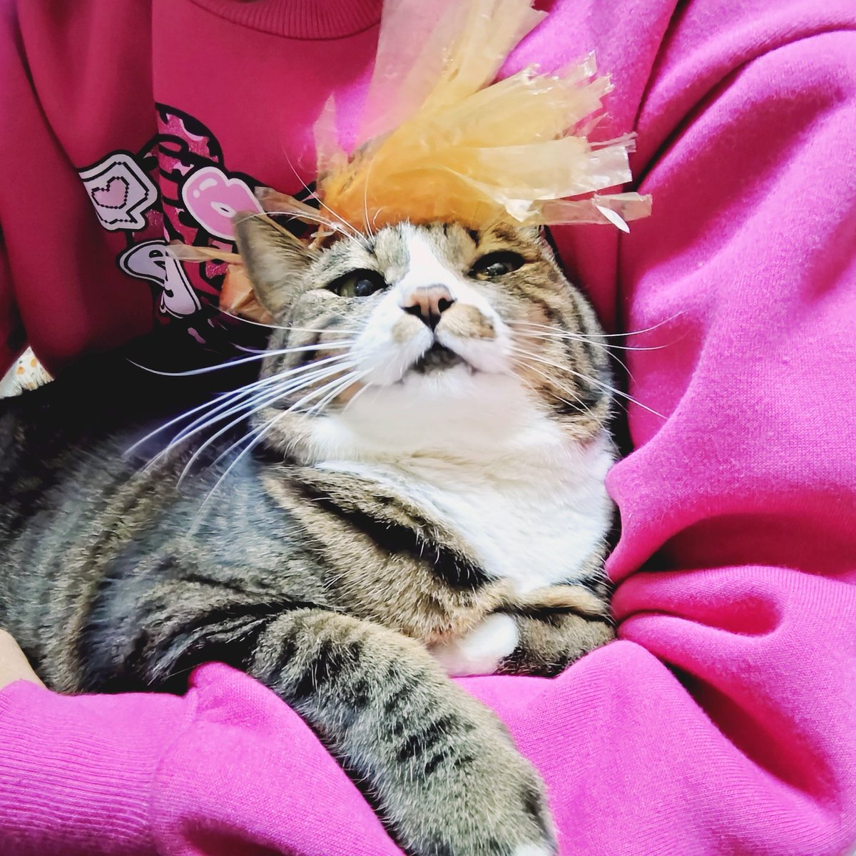 48 染付　のら猫様 九谷焼 陶幸 マルヨネ】 10号招き猫 染付 右手・左手各 幅18×奥18×高