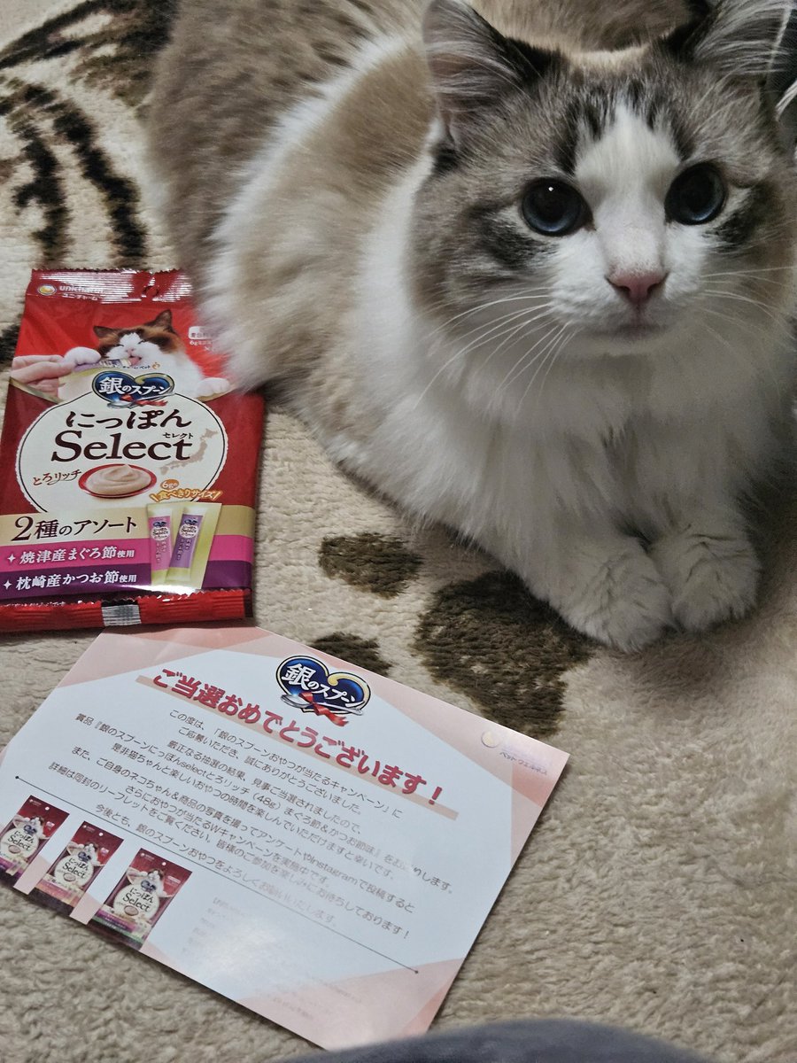2j_know6's tweet photo. 銀のスプーンのとろリッチ当たった🤗✨
本当は持病持ちだからあんまりあげれないんだけど、たまのご褒美と備蓄に😺
 #銀のスプーン 
 #ユニ・チャーム 
 #とろリッチ 
  #銀のスプーンおやつが当たるキャンペーン
 #ねこのおやつ 
 #保護猫 
 #猫好きさんと繋がりたい https://t.co/2gXKheFLGf