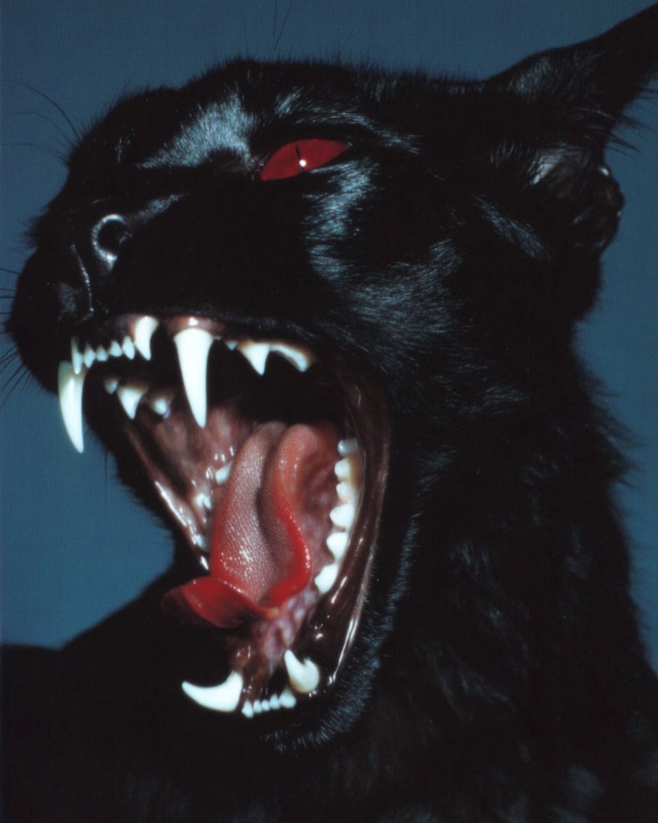 Stephan Vasement (@stephanvasement) on Twitter photo 