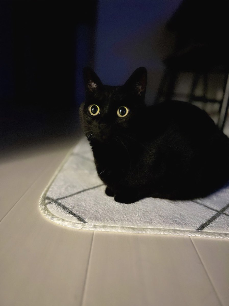 黒猫のこねろく (@nkknrk) / Posts / X