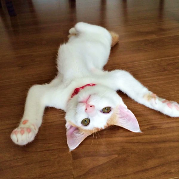 むぎページ 麦パパ (@mugimugi_222) / Posts / X