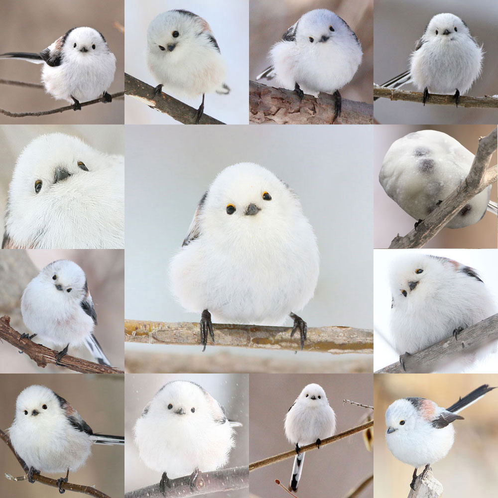 ぼく、シマエナガ。 (@daily_simaenaga) / Posts / X