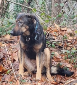 MissingTarn81's tweet image. 30.12.25 Signalée errante (il y a 3 jours) : chienne Berger à Cambounès (rte de Brassac). #Tarn