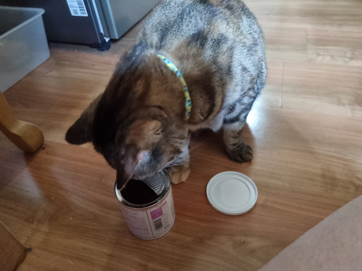 Premio de snacks húmedos por ser unas princesas cuando se las cepilla
A la Porota no le gustan, así que tocó sus snacks secos favoritos 🤗