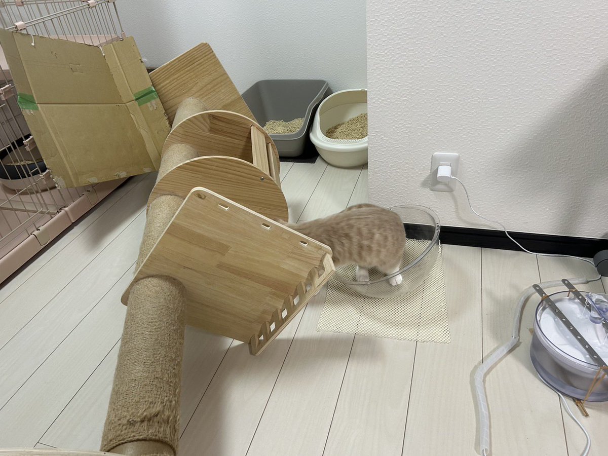 oki765LT's tweet image. 猫が毎日激しく遊ぶため倒壊した