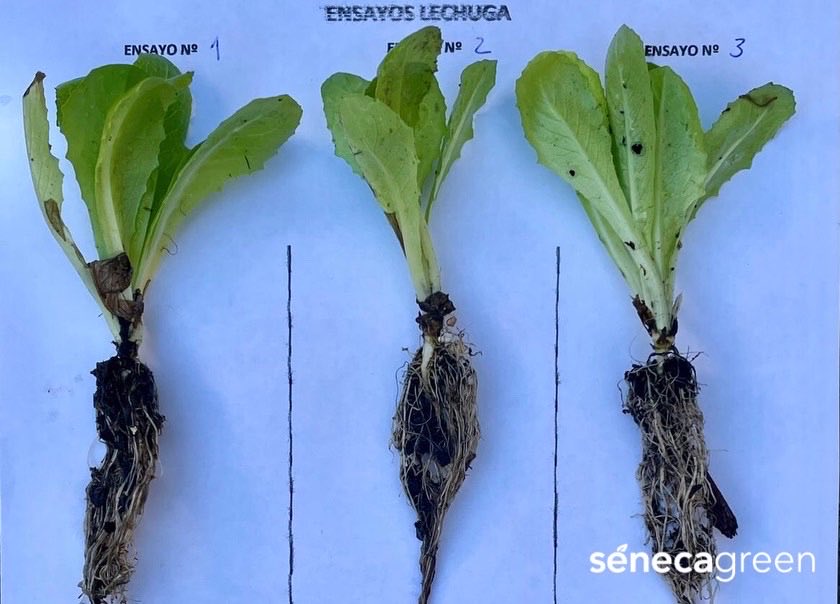 Seneca Green Agro tweet media