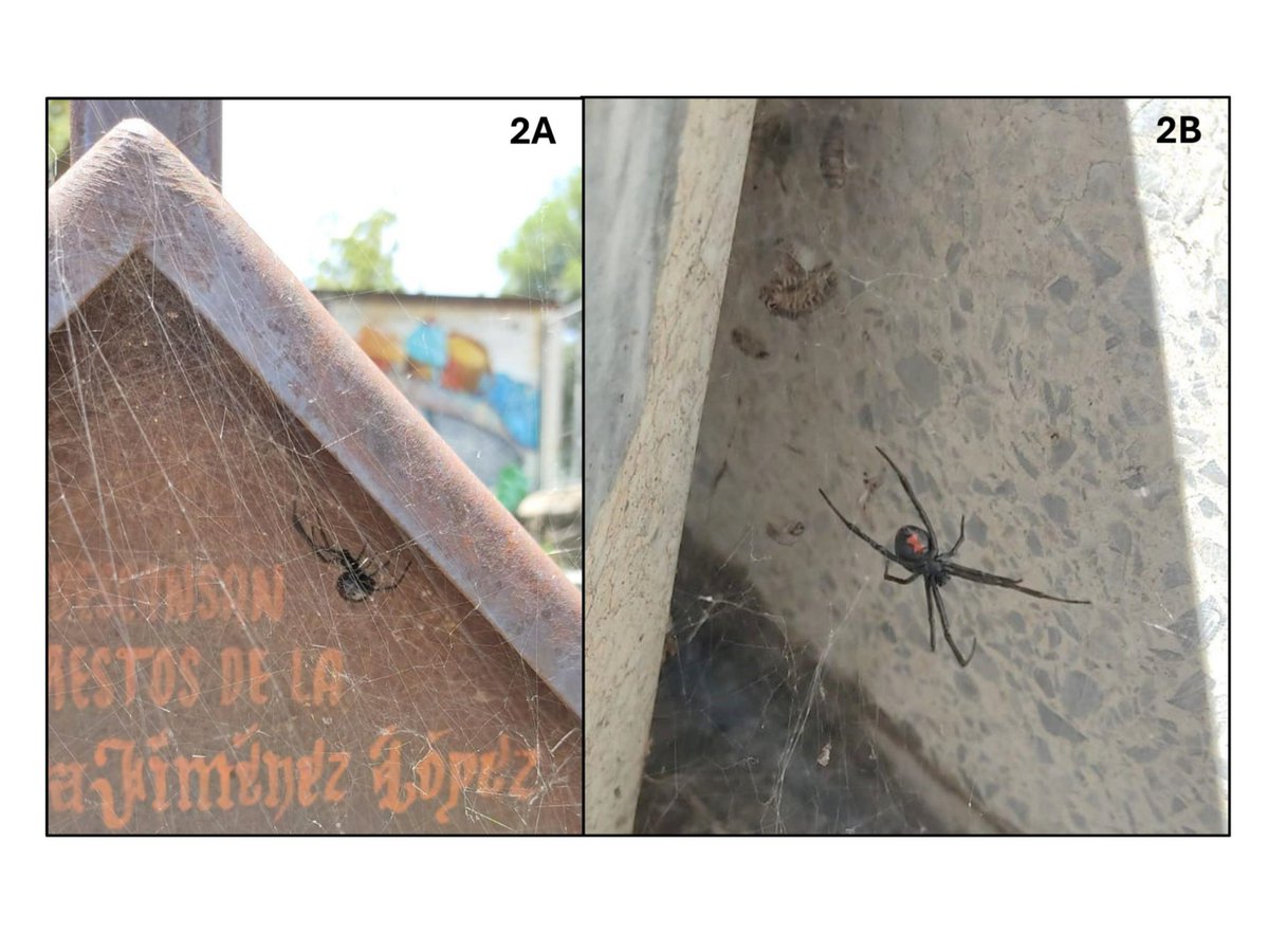 RevSociedad's tweet photo. #LiteratureNotice. Salceda-Sánchez et al. Integrative taxonomy for widow spiders (Araneae: Theridiidae) surveillance in Mexico City, Mexico.
https://t.co/lpmKVRiDdk https://t.co/J2qnnucpFB