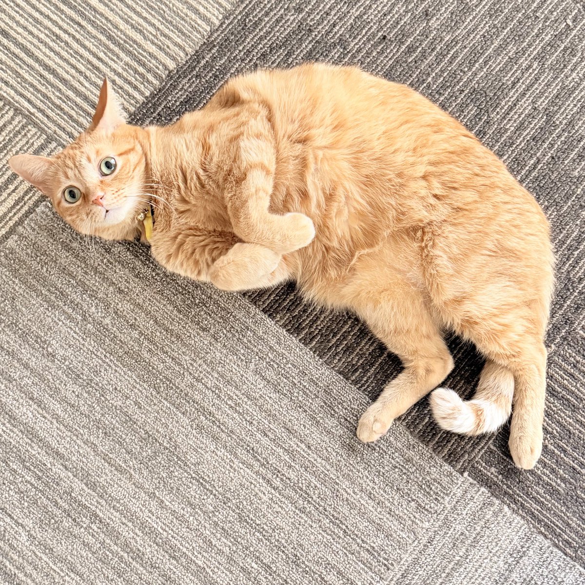 おねこさん🐈 (@moto_jia) / Posts / X