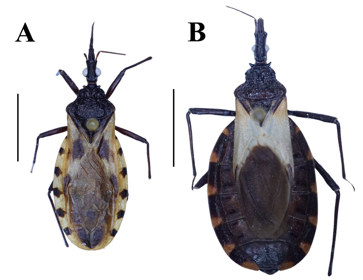RevSociedad's tweet photo. #LiteratureNotice. León-Espinosa et al. Confirmation of presence and new record of two species of kissing bugs of the genus Triatoma Laporte, 1832 (Hemiptera: Reduviidae: Triatominae) for northeastern Mexico.
https://t.co/aQb8yV7dRI https://t.co/jWKVzzBX1k
