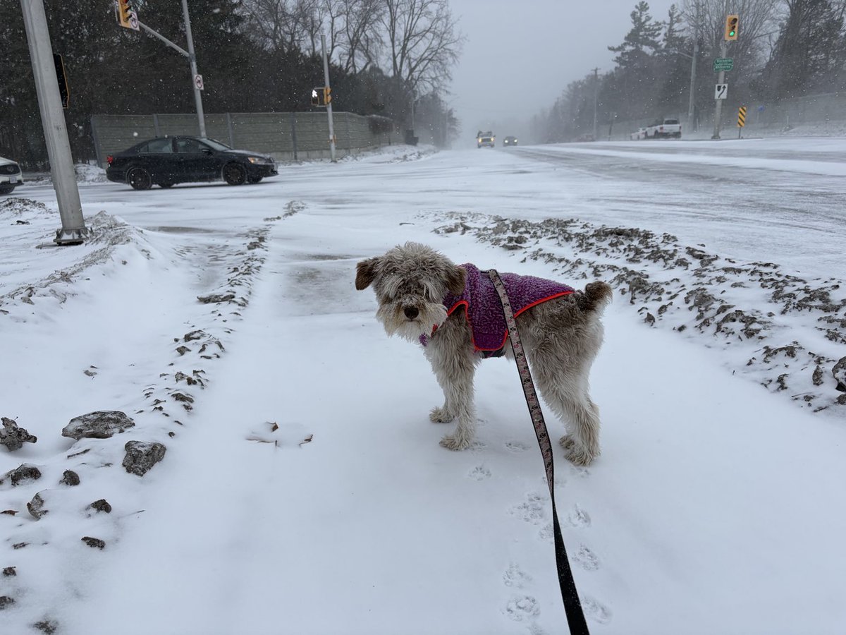 carmilevy's tweet photo. Dad,
You don’t really think I want to be out here, do you?
I’m usually a fan of winter, but raging blizzards are a whole other thing. It’s time to head inside.
Capisce?
With much respect and love,
Calli
#ldnont #canada #callithewonderschnauzer #actofdog #onstorm https://t.co/ltLMfwEGVg