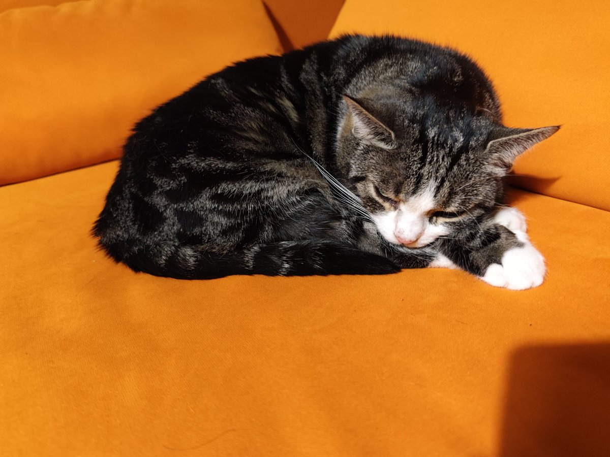 AzaleaAmpha's tweet image. Twitter brennt gerade wieder ziemlich - von daher:
Have some adorable cat content :&amp;gt;