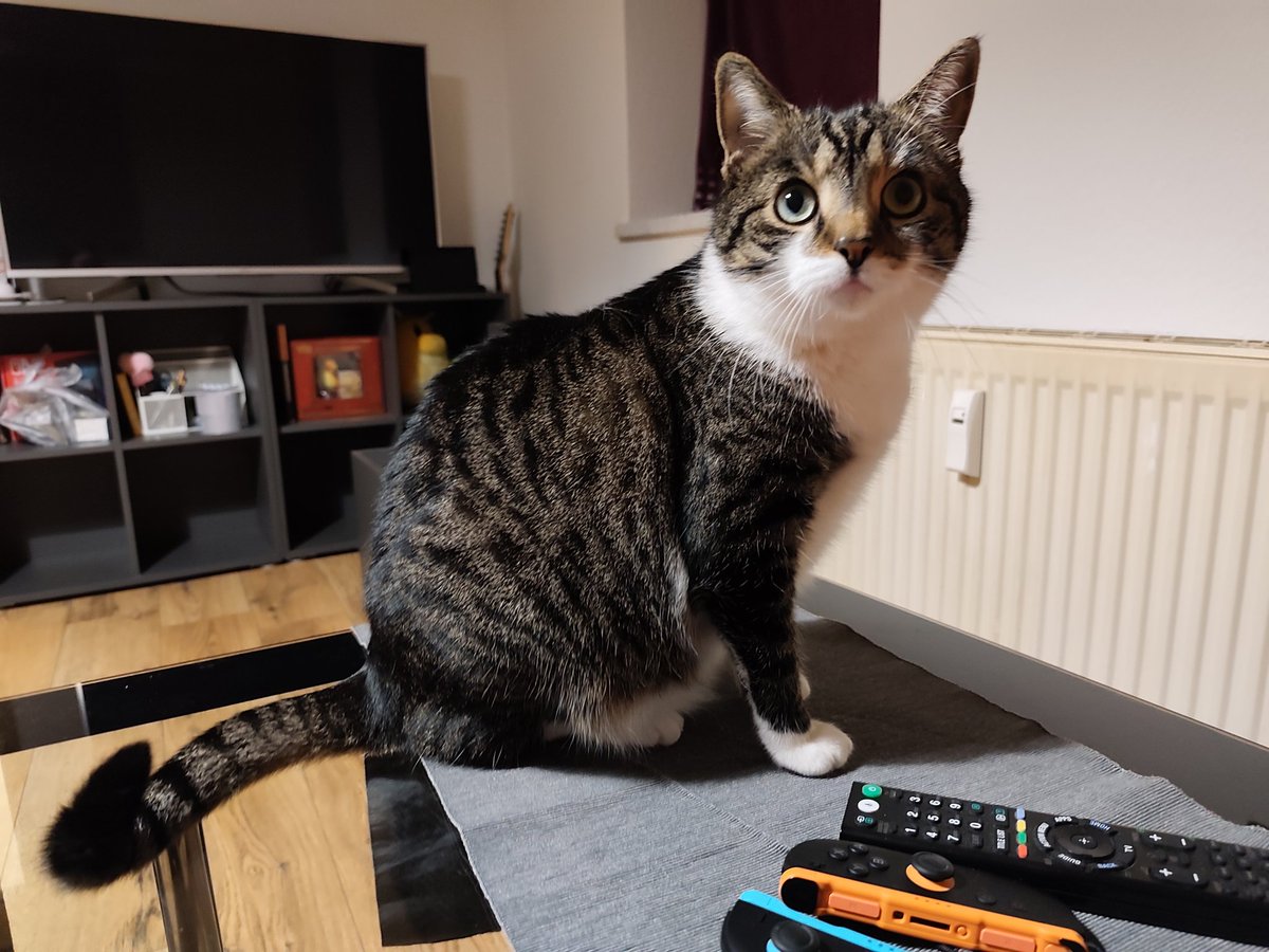 AzaleaAmpha's tweet image. Twitter brennt gerade wieder ziemlich - von daher:
Have some adorable cat content :&amp;gt;