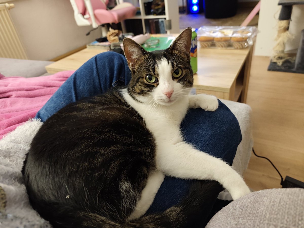 AzaleaAmpha's tweet image. Twitter brennt gerade wieder ziemlich - von daher:
Have some adorable cat content :&amp;gt;