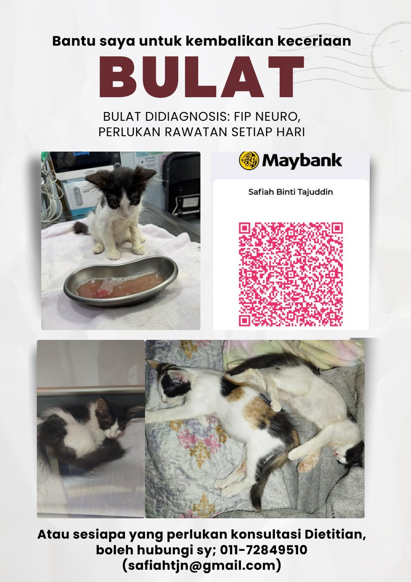 saftjn's tweet photo. Harini sy dapat berita anak sy positif FIP neuro (rivalta test positif).  Sy dgn rendah hati memohon bantuan sekiranya ada yang sudi beri menyumbang untuk pembelian ubat FIP anak sy. Atau ada diantara anda yang perlukan diet consultation boleh hubungi sy terima kasihh 🙏 https://t.co/hAxmPA7O1v