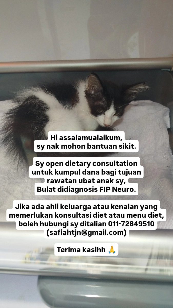 saftjn's tweet photo. Harini sy dapat berita anak sy positif FIP neuro (rivalta test positif).  Sy dgn rendah hati memohon bantuan sekiranya ada yang sudi beri menyumbang untuk pembelian ubat FIP anak sy. Atau ada diantara anda yang perlukan diet consultation boleh hubungi sy terima kasihh 🙏 https://t.co/hAxmPA7O1v