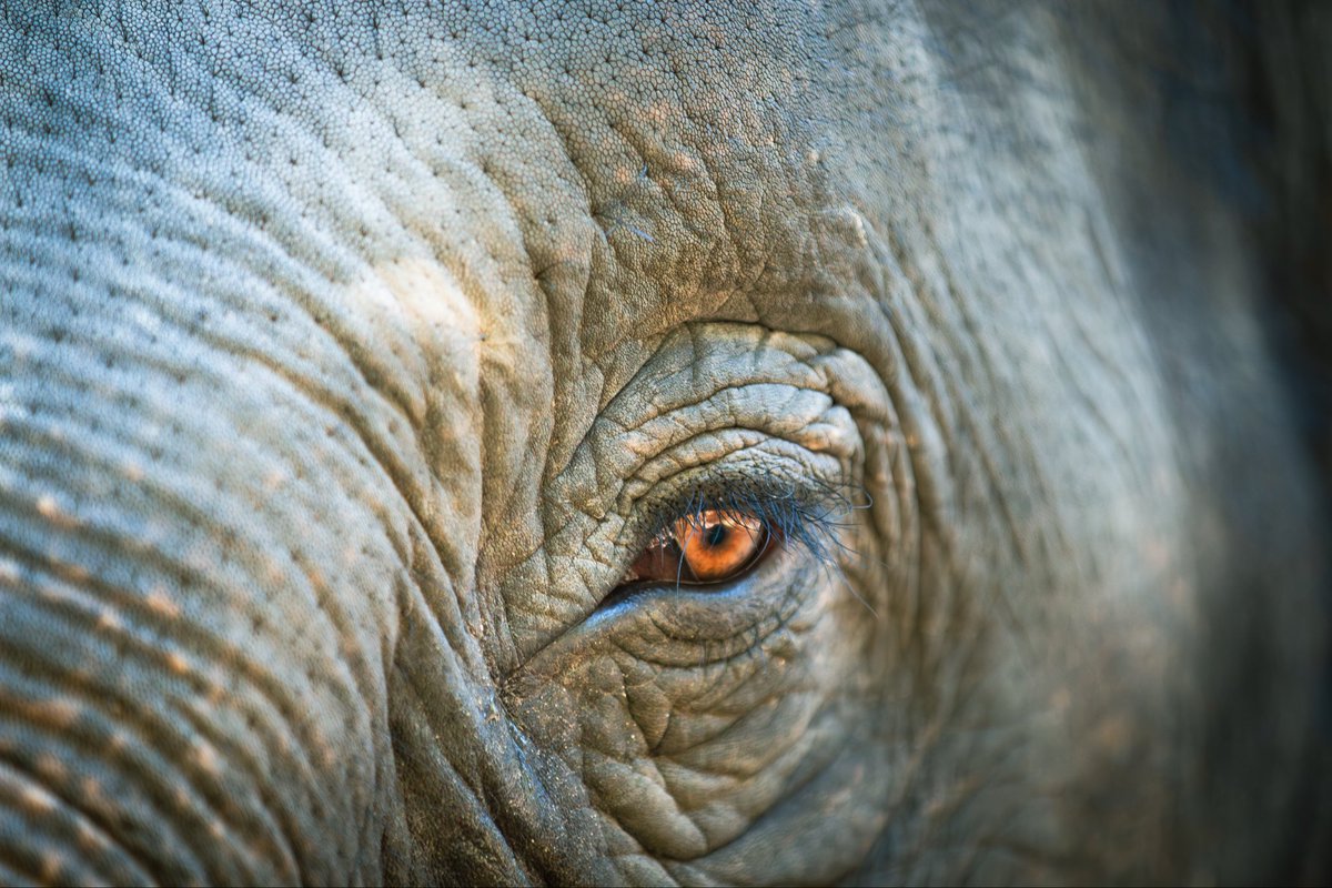 WIRE: Wildlife Investigative Reporters & Editors tweet media