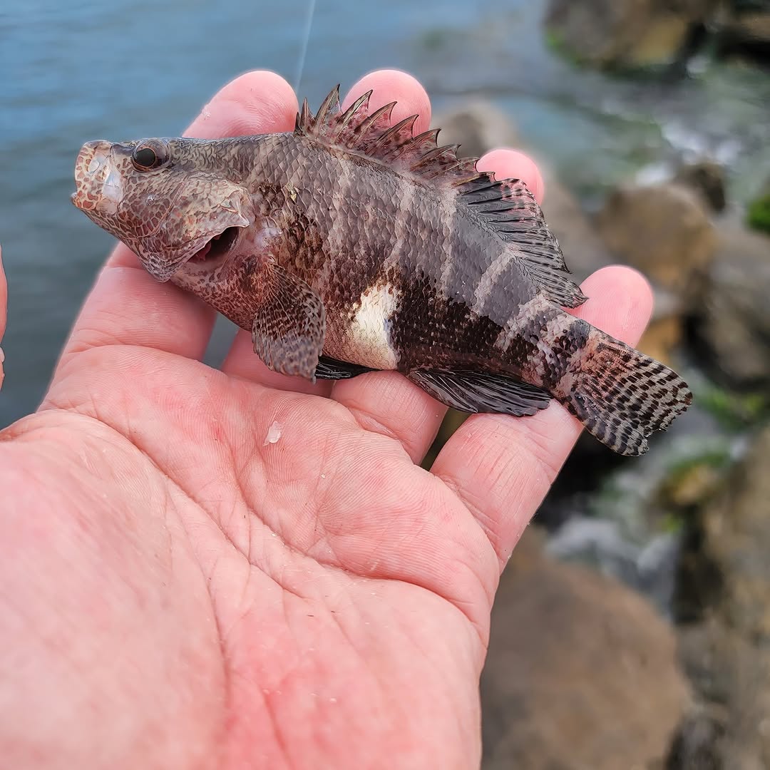 Fishing Niche tweet media