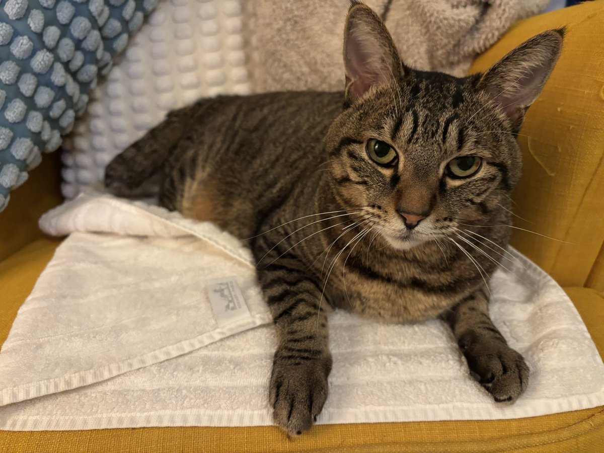 うちの元野良猫、毛玉ちゃんのタオルがHERMESなのは秘密。