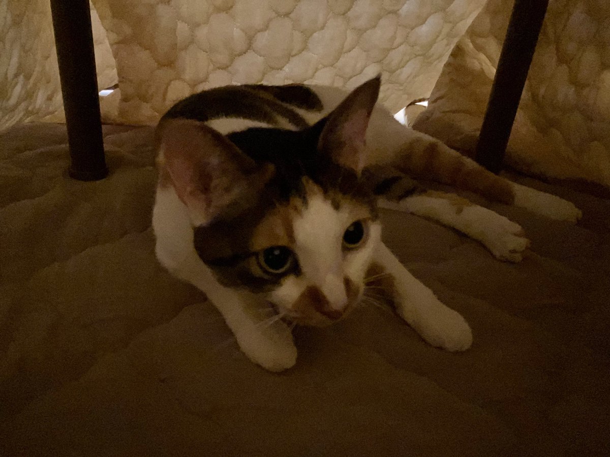 元保護猫今過保護猫