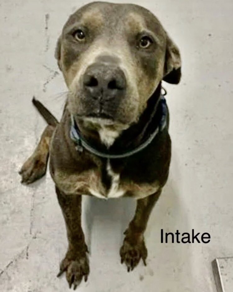 OlwynHope's tweet image. SOLE #A346230 6yo owner no longer wanted him so dumped him #CorpusChristiTX ‼️TBK 💉at ANY TIME ‼️SOLE is the sweetest dog to have &amp;amp; cherish his truly adorable his pic tells us everything plz #PLEDGE to attract a #RESCUE or #ADOPT #FOSTER  🙏 hurry time is of the essence 🙏🐕🥲