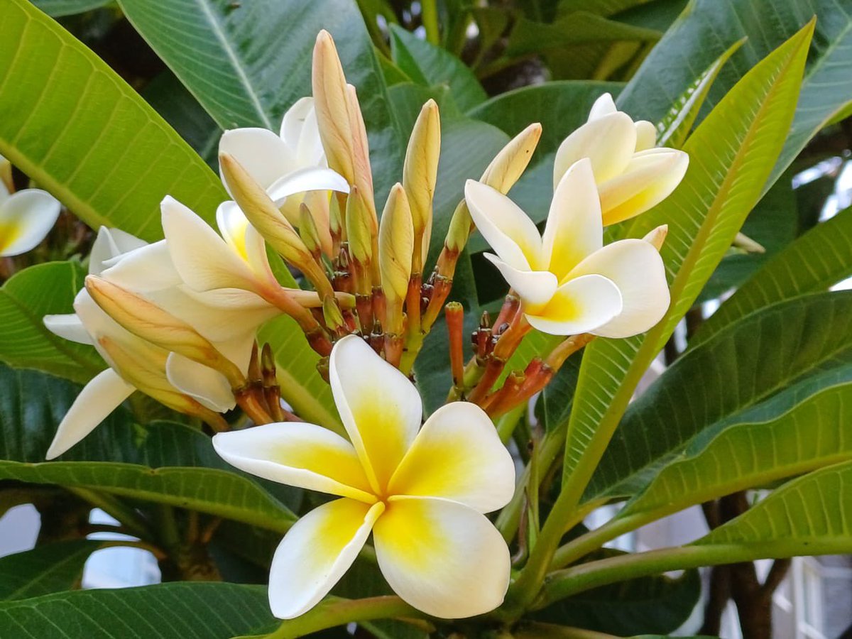 Elleke Boehmer tweet media