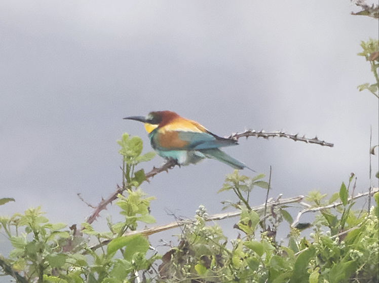 Beachy Head Birder tweet media