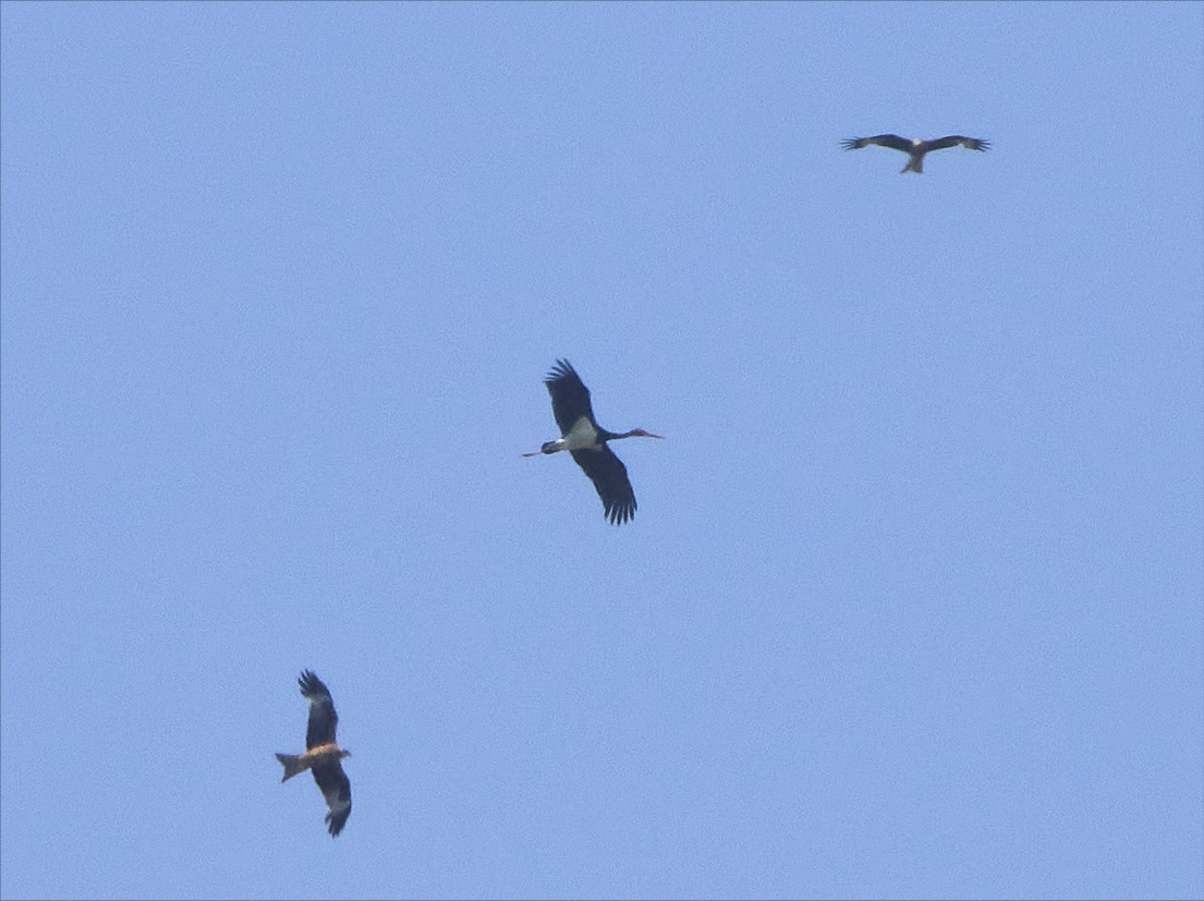 Beachy Head Birder tweet media