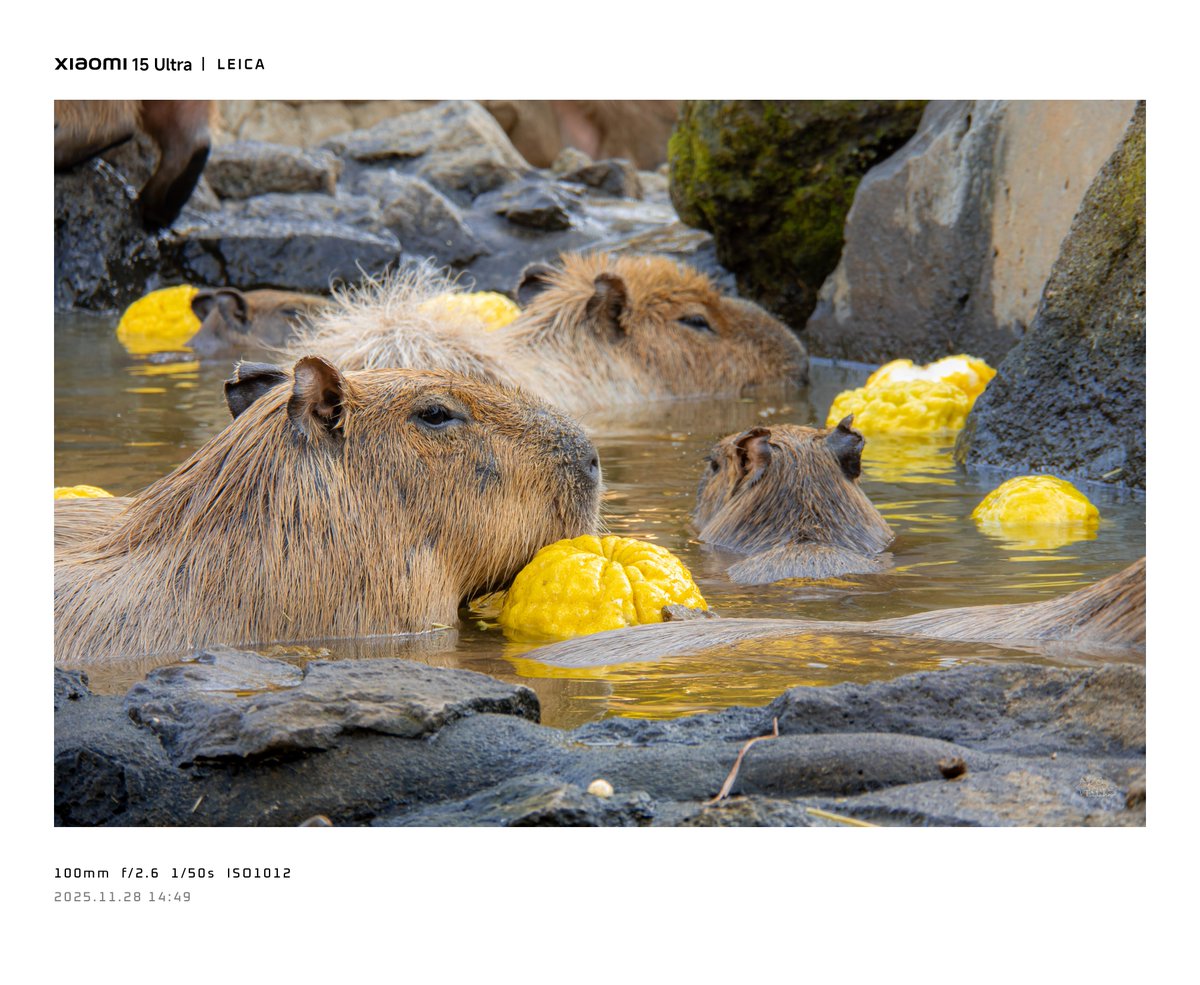 カピバラ 伊豆シャボテン動物公園 「カピバラ虹の広場」カピバラの赤ちゃん2頭