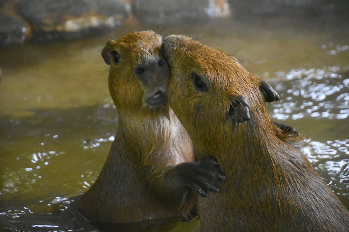 八重樫です。(カピバラ大好き) (@capybara4ever) / Posts and Replies / X