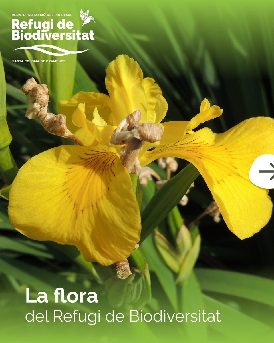 RefugiBioBesos's tweet photo. 🌼 El lliri groc, la boga, el canyís o l’aloc són algunes de les espècies vegetals que conformen els hàbitats fluvials del Besòs. https://t.co/fhU2WhHpNY