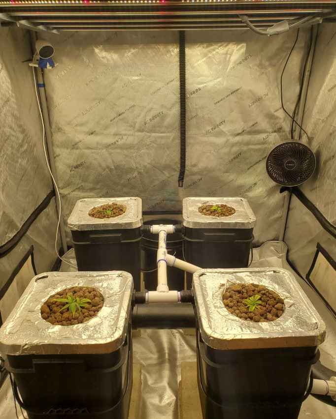 Letsgroww33d's tweet photo. Worlds first interractive weed stream coming, yes its illegal. https://t.co/elj5krMtnS