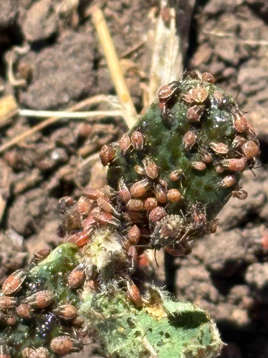 ⚠️ Atención: altas poblaciones de chinche diminuta 𝘕𝘺𝘴𝘪𝘶𝘴 spp. en rastrojos de camelina pueden causar manchones y pérdida de plantas en soja.
Más información e informe disponible:  inia.uy/noticias/chinc…