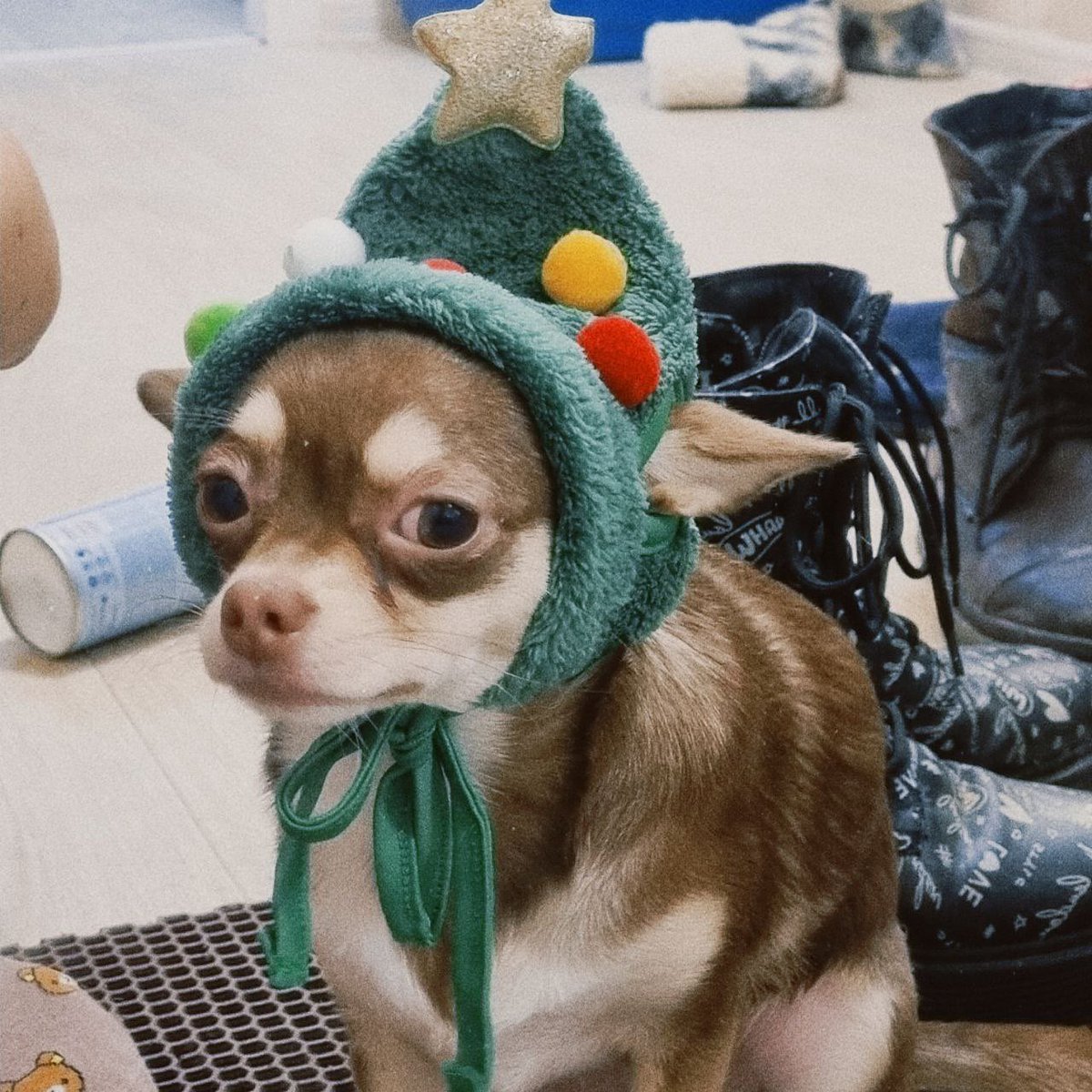 Ежегодная Прушечка в новогодней шапочке ❄️🌲🎊