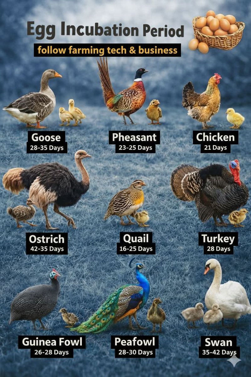 UNDERSTANDING EGG INCUBATION PERIODS ACROSS POULTRY SPECIES Successful poultry  hatching starts with understanding the incubation period. While  temperature, humidity, and proper egg handling are critical, one of the  most important factors in, image size:800x1200