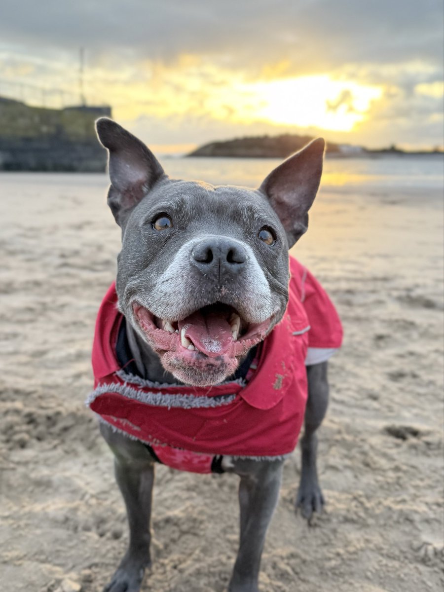 IsaMary2021's tweet image. Mum said “Say cheese” and my mouth started watering 📸😂😂💖💖  #IsaMary #CuteDogs #DogModel 🏴󠁧󠁢󠁷󠁬󠁳󠁿❤️