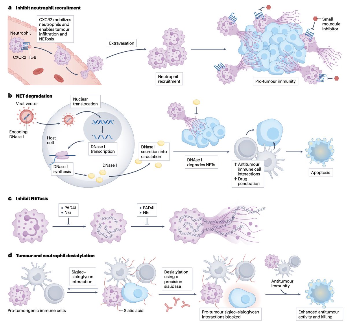 diegoadiazg's tweet photo. 🚨 Neutrophil extracellular traps in cancer.

NETosis within the tumour immune microenvironment promotes immune evasion, pre metastatic niche formation, and metastasis. ICIs, chemotherapy, and radiotherapy can induce NETs, potentially facilitating invasion and recurrence. NET burden assessment may refine prognosis and enable biomarker driven trials of NET targeted therapies.

📖 @NatureRevCancer 
DOI 👉🏻 10.1038/s41568-025-00888-7

#CánCare #oncology #tumourimmunology #metastasis #biomarkers