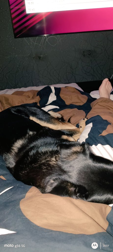 Rupesivat tyhmät jo paukuttelemaan, tässä on turvallista.