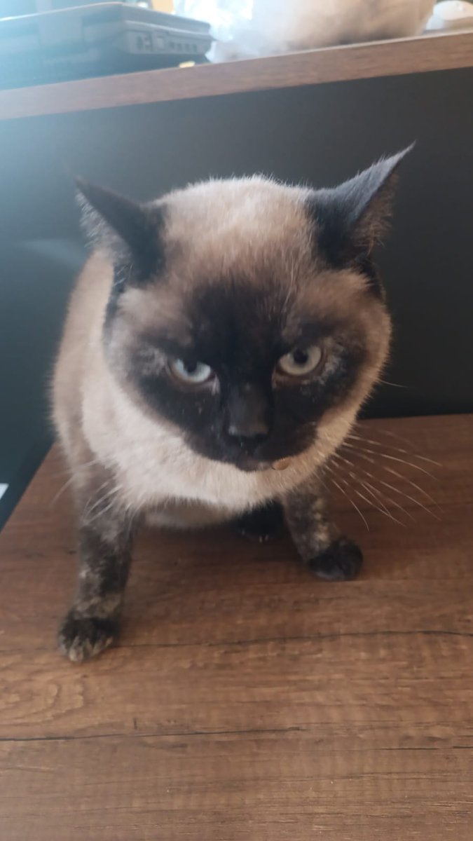 1.5 yas dışı 
Yuva arıyor
DM den ıletişim
Karabük