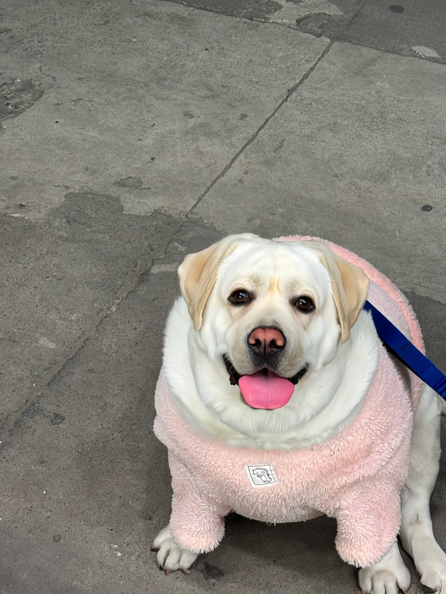 BabyBus86's tweet image. Oh my god, I saw this dog on a social media platform, how can it be so fat?