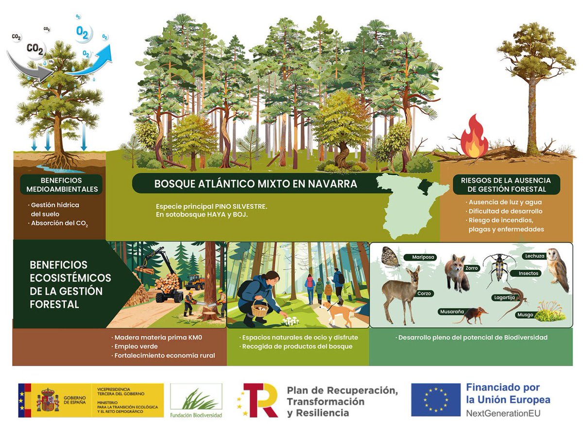 PrismaForestal tweet media