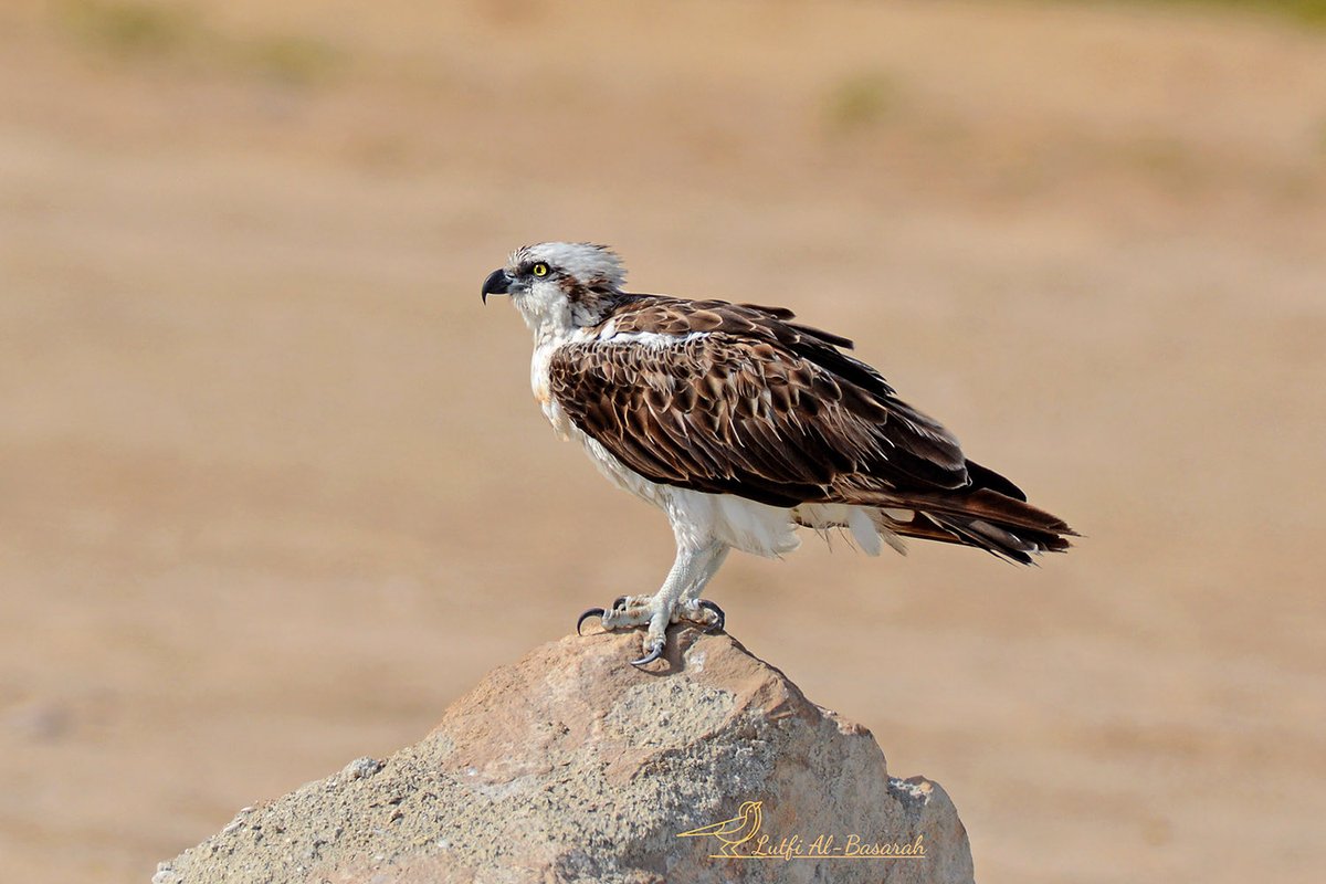 Lutfi Al-Basarah tweet media