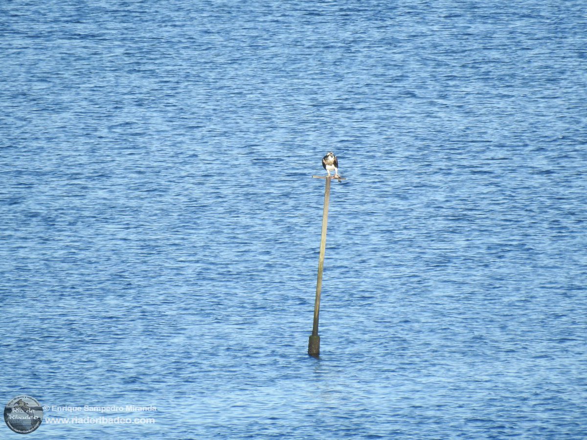 Ría de Ribadeo tweet media