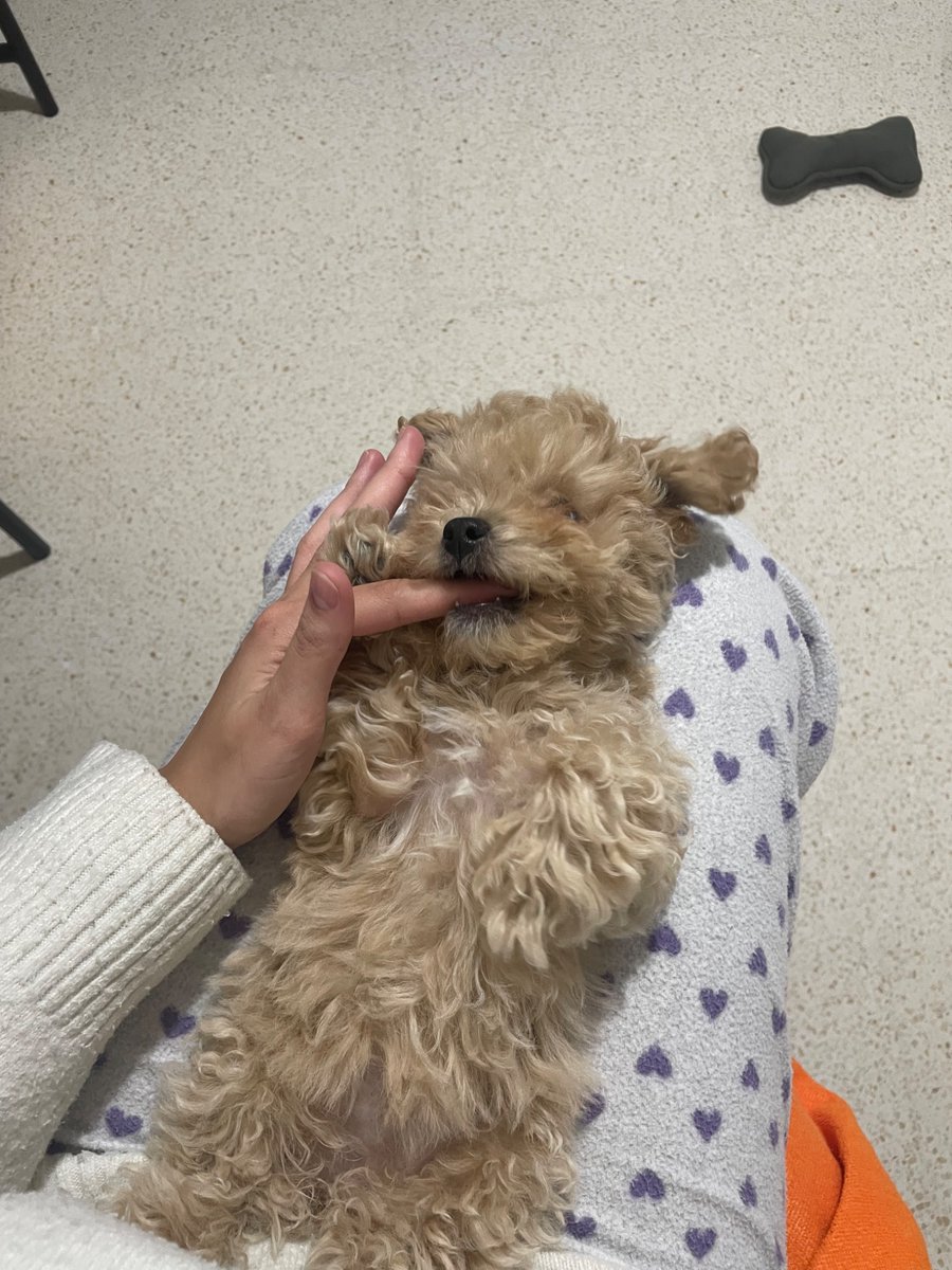 Tele trabajar con mi peluche: