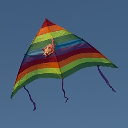 Alisa⚢🦈 tweet media