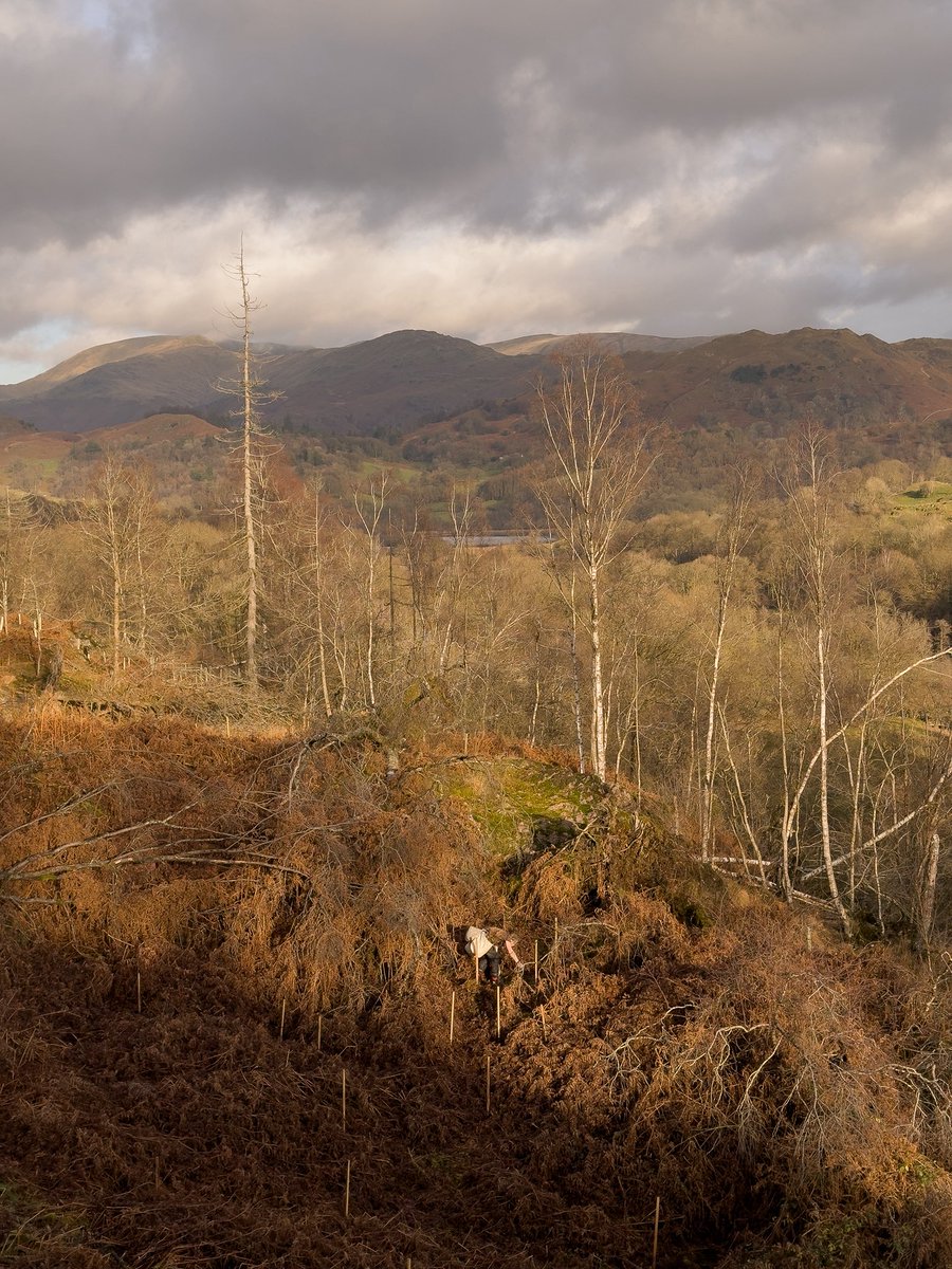 Dan Bell tweet media