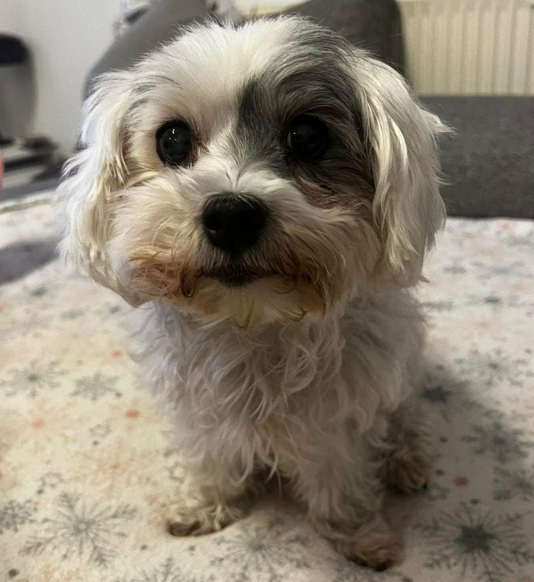 Adrián Birgány tweet media